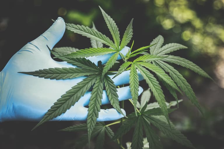 網紅惹上大麻煩！持有大麻會面臨何種刑責？